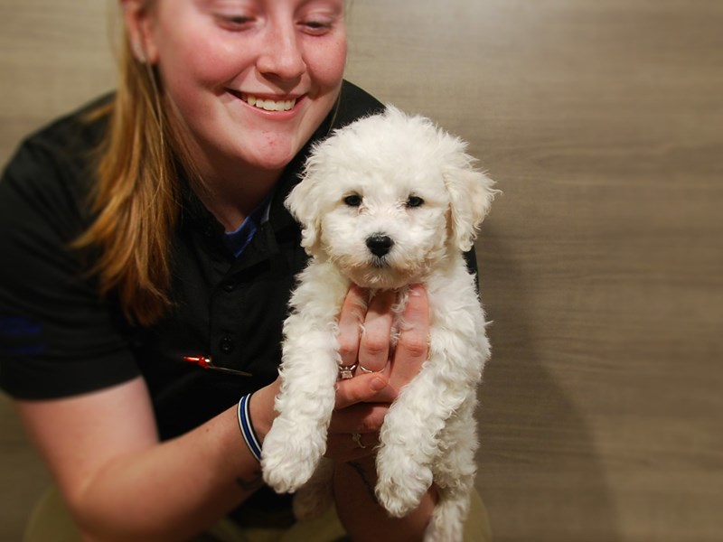 Bichon Frise Dog Male White 16794