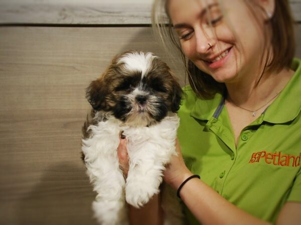 Shih Tzu DOG Male Dark Brown & White 16795 Petland Iowa City, Iowa