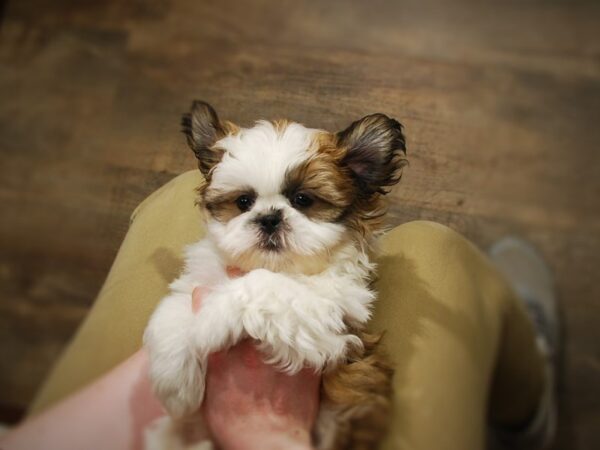 Shih Tzu DOG Male Brown & White 16796 Petland Iowa City, Iowa