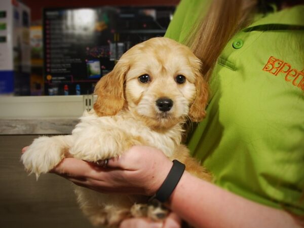 Cocker Spaniel/Poodle-DOG-Male-Apricot-16797-Petland Iowa City, Iowa