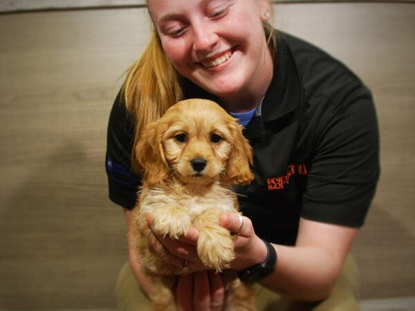 Cocker Spaniel/Poodle-DOG-Male-Red-16798-Petland Iowa City, Iowa