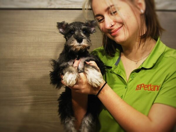 Miniature Schnauzer DOG Female Salt / Pepper 16799 Petland Iowa City, Iowa