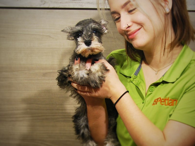 Miniature Schnauzer Dog Female Salt / Pepper 16800