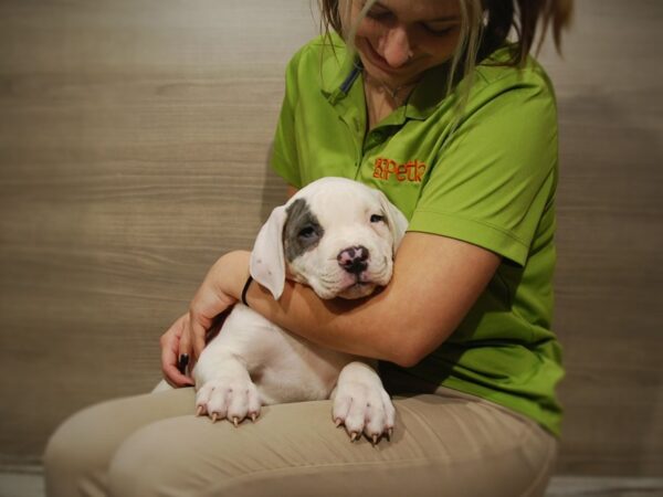 American Bulldog-DOG-Male-White-16801-Petland Iowa City, Iowa