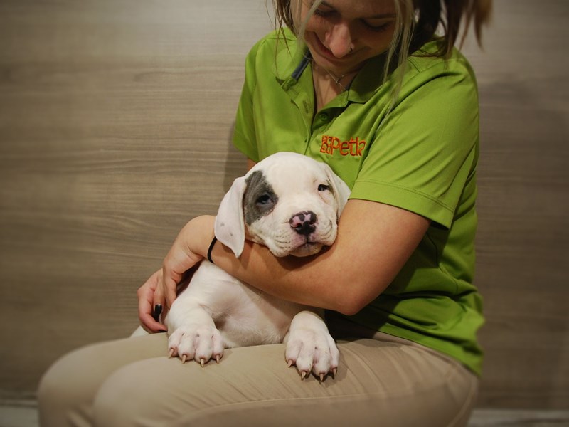 American Bulldog Dog Male White 16801