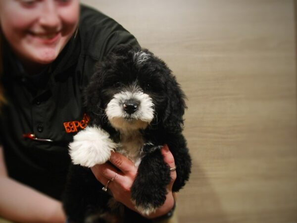 Miniature Sheepadoodle DOG Male Black & White 16804 Petland Iowa City, Iowa