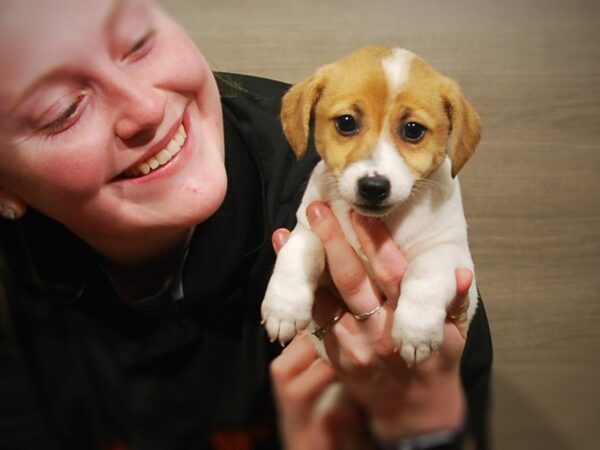 Jack Russell Terrier-DOG-Female-White / Tan-16802-Petland Iowa City, Iowa