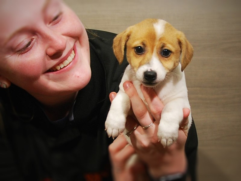 Jack Russell Terrier Dog Female White / Tan 16802