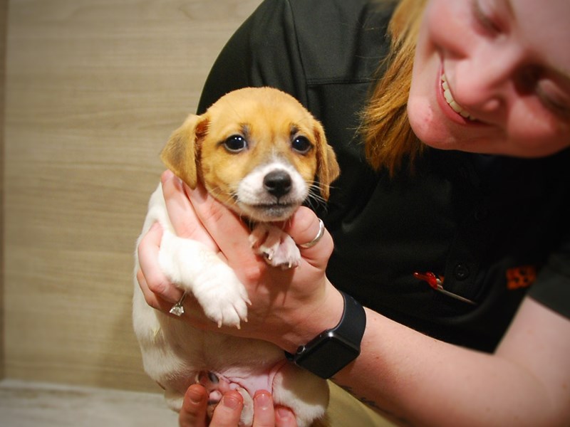 Jack Russell Terrier Dog Male White / Tan 16803