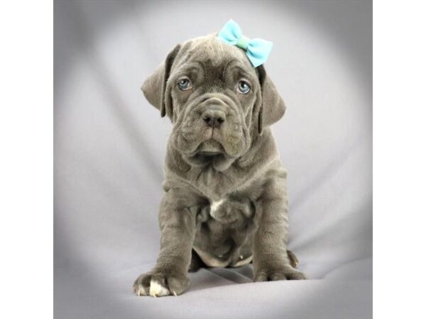 Neapolitan Mastiff DOG Female Blue 16805 Petland Iowa City, Iowa