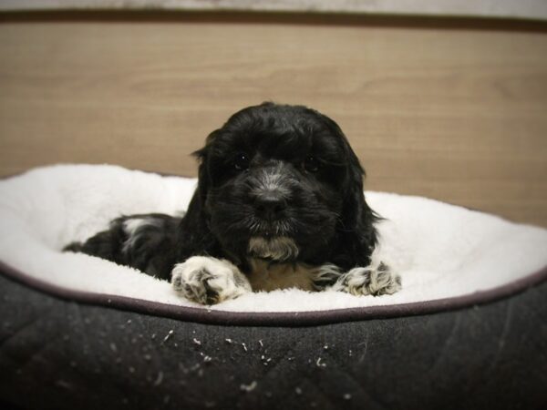 Cockapoo DOG Female Black / White 16807 Petland Iowa City, Iowa