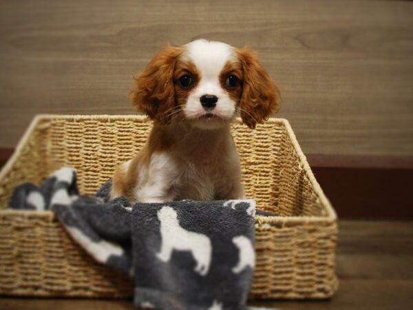 Cavalier King Charles Spaniel DOG Male Blenheim 16808 Petland Iowa City, Iowa