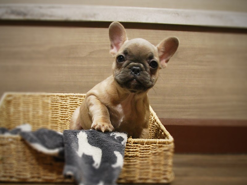 French Bulldog Dog Male Blue Fawn 16809