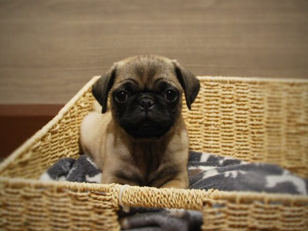 Pug DOG Male Fawn 16810 Petland Iowa City, Iowa