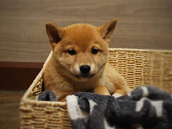 Shiba Inu DOG Female Red 16811 Petland Iowa City, Iowa