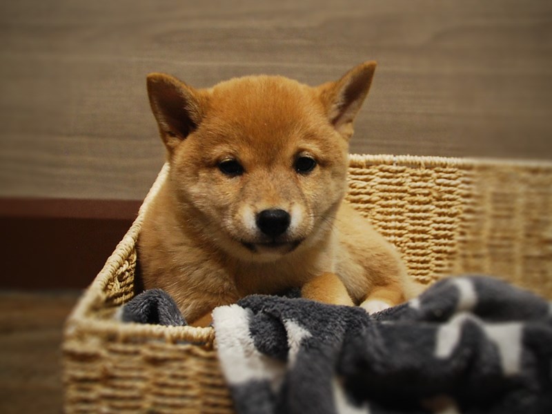 Shiba Inu Dog Female Red 16811