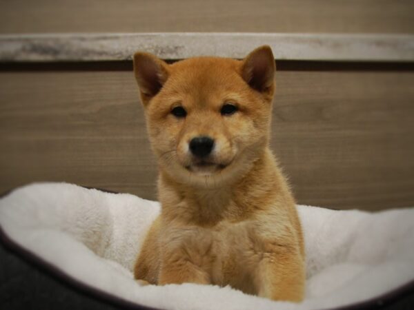 Shiba Inu DOG Male Red 16812 Petland Iowa City, Iowa