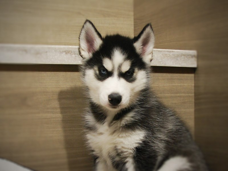 Siberian Husky Dog Male Black / White 16814