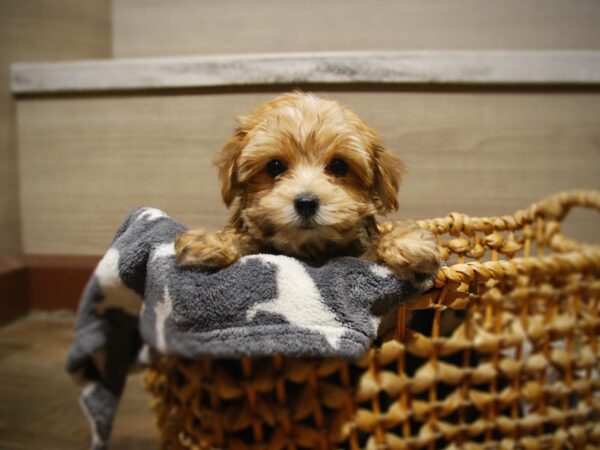 Morkie DOG Female Red 16817 Petland Iowa City, Iowa