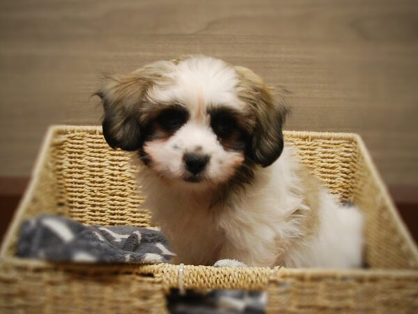 Coton De Tulear/Shih Tzu-DOG-Male-White & Black-16818-Petland Iowa City, Iowa