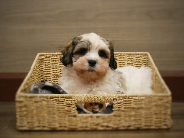 Coton De Tulear/Shih Tzu-DOG-Male-White & Black-16819-Petland Iowa City, Iowa