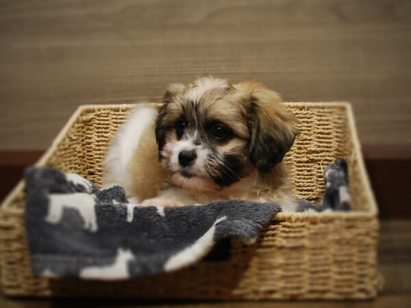 Coton De Tulear/Shih Tzu-DOG-Female-White Cream & Black-16821-Petland Iowa City, Iowa