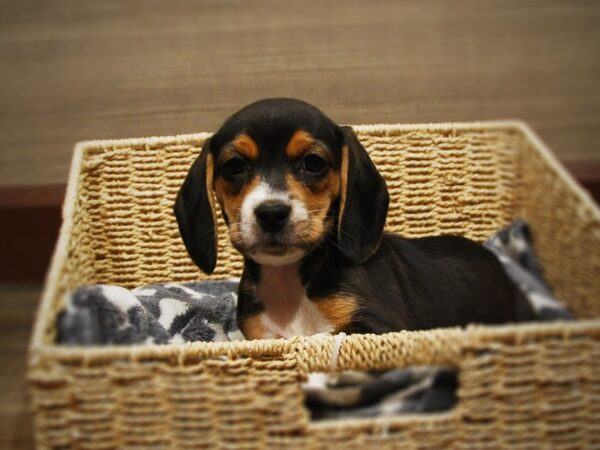 Beagle DOG Female Black Tan / White 16823 Petland Iowa City, Iowa