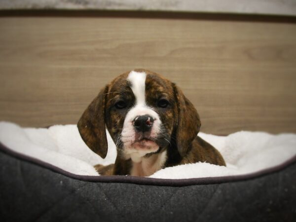 Bulldog/Beagle-DOG-Female-Brindle-16825-Petland Iowa City, Iowa