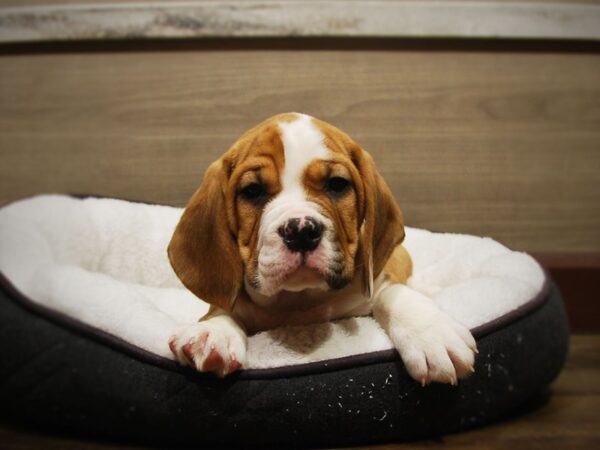 Bulldog/Beagle DOG Male Fawn 16827 Petland Iowa City, Iowa