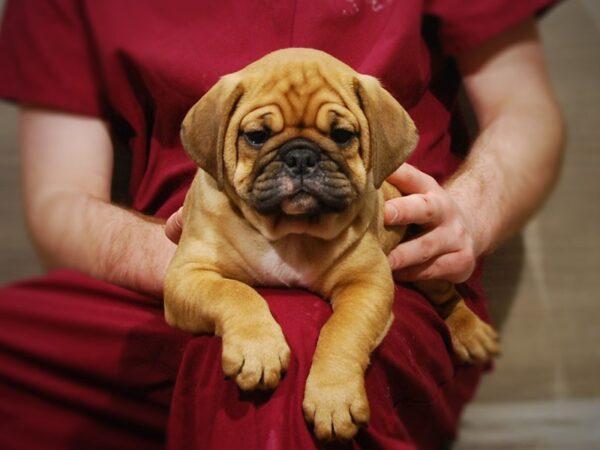 Bulldog/Pug DOG Female Fawn 16828 Petland Iowa City, Iowa