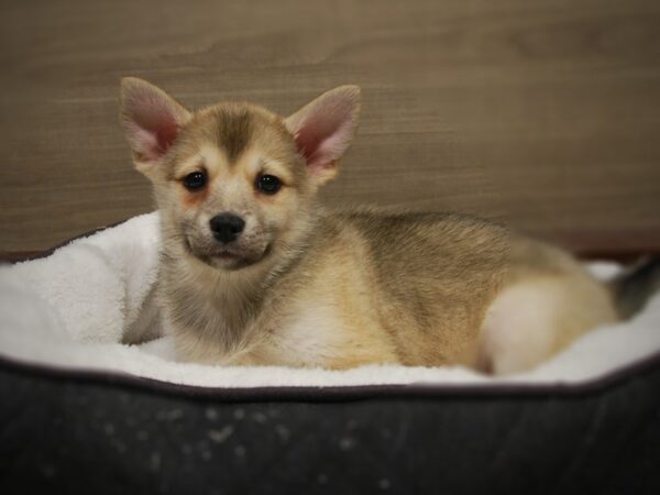 Pomsky DOG Female Sable 16829 Petland Iowa City, Iowa