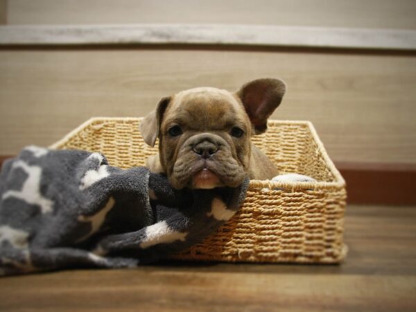 English Bulldog/French Bulldog DOG Male Blue Brindle 16830 Petland Iowa City, Iowa