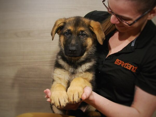 German Shepherd DOG Female Black / Tan 16806 Petland Iowa City, Iowa