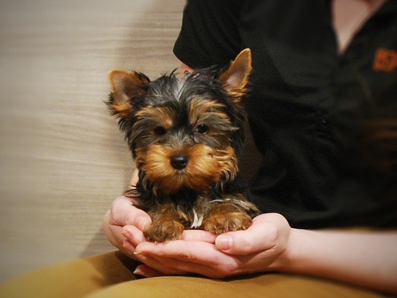 Yorkshire Terrier Dog Male Black & Gold 16831