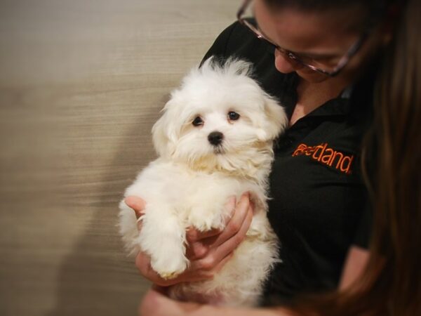 Maltese-DOG-Male-White-16832-Petland Iowa City, Iowa