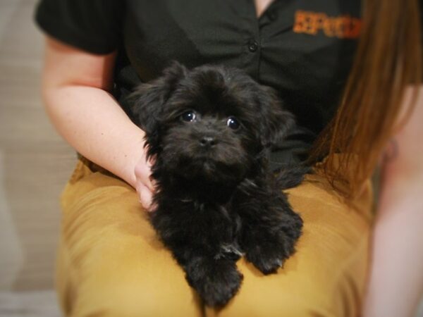 Havanese DOG Male Black 16833 Petland Iowa City, Iowa