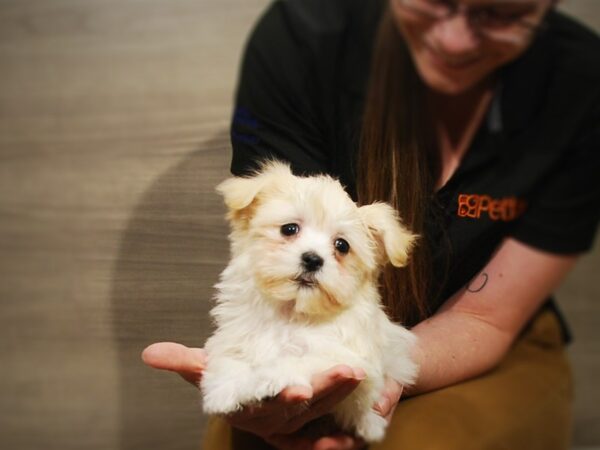 Havanese DOG Female Gold 16834 Petland Iowa City, Iowa