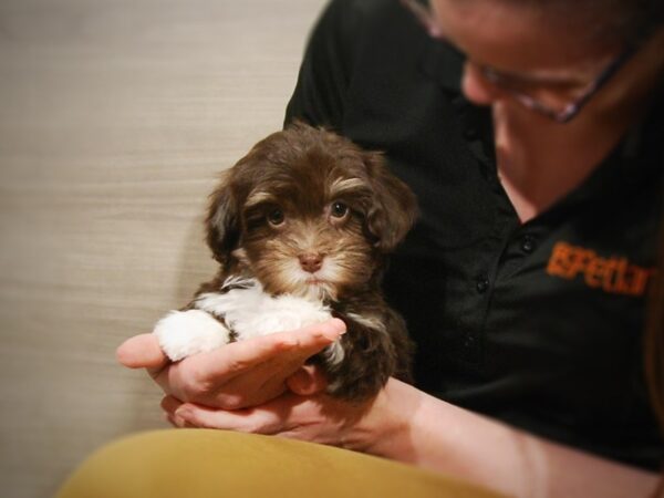 Havanese DOG Male Chocolate 16835 Petland Iowa City, Iowa