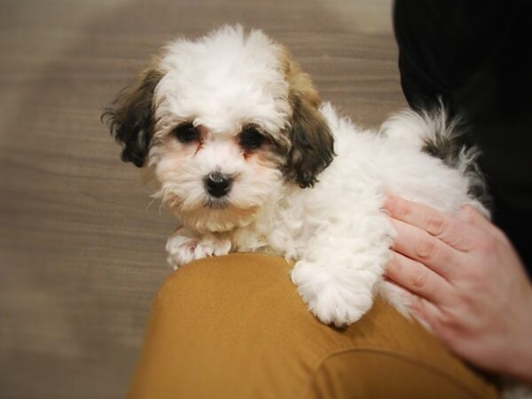 Havanese/Poodle DOG Female White & Grey 16836 Petland Iowa City, Iowa