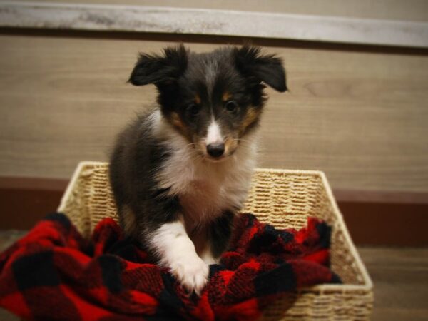 Shetland Sheepdog DOG Female Tri-Colored 16837 Petland Iowa City, Iowa