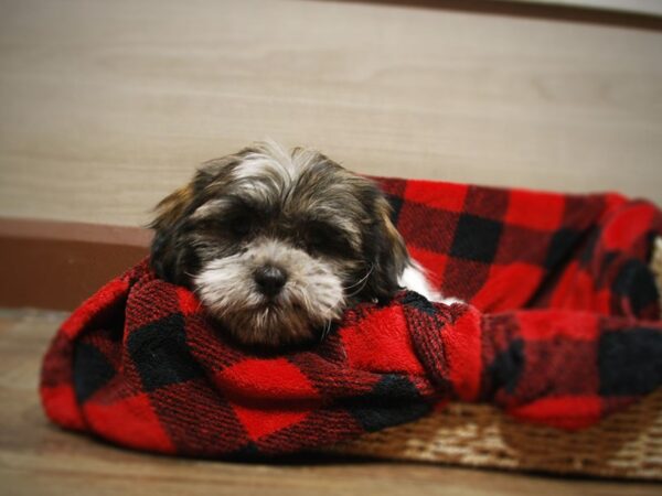 Shih Tzu/Bichon-DOG-Female-White / Brindle-16841-Petland Iowa City, Iowa