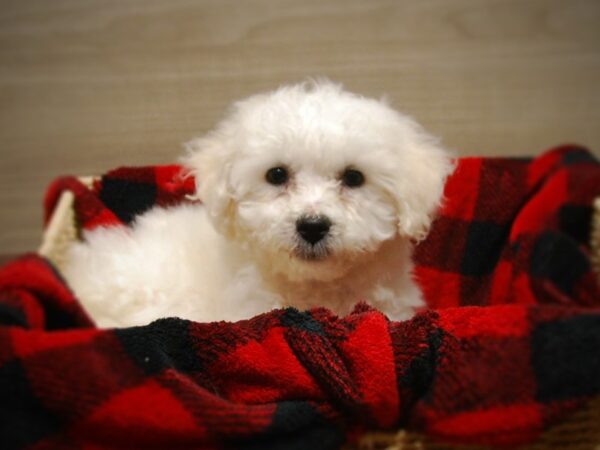 Bichon Frise DOG Female White 16843 Petland Iowa City, Iowa