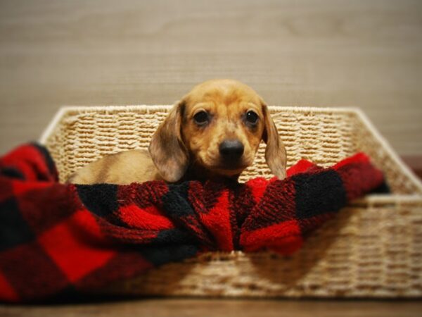 Dachshund DOG Female Red Merle 16845 Petland Iowa City, Iowa