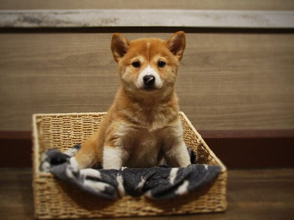 Shiba Inu DOG Female Red 16848 Petland Iowa City, Iowa