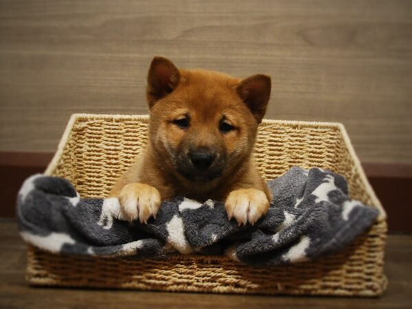 Shiba Inu DOG Male Red 16849 Petland Iowa City, Iowa