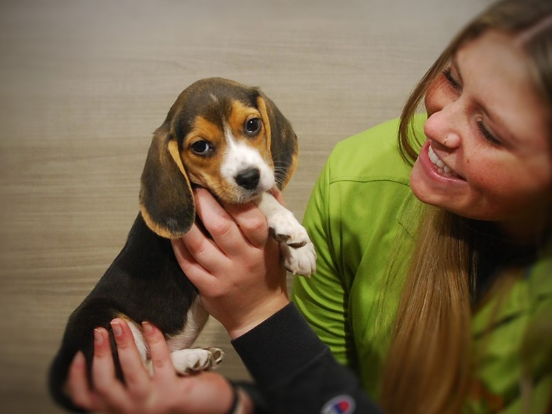 Beagle Dog Female Black Tan / White 16824