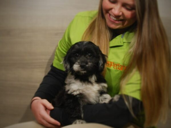 Mini Labradoodle DOG Female Blue Merle 16838 Petland Iowa City, Iowa