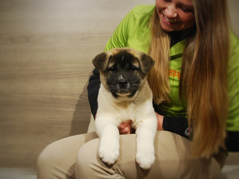 Akita Dog Female Black / White 16839