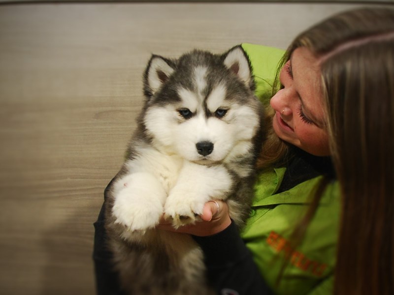 Siberian Husky Dog Female Black / White 16840