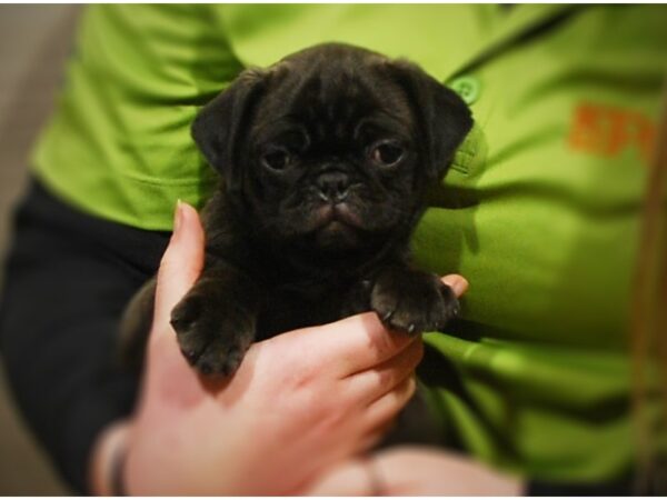 Pug DOG Female Blue 16844 Petland Iowa City, Iowa